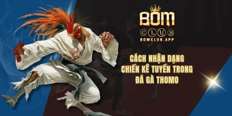 Cách nhận dạng chiến kê tuyển trong đá gà thomo