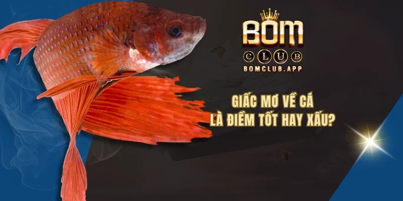 Giấc mơ về cá là điềm tốt hay xấu?