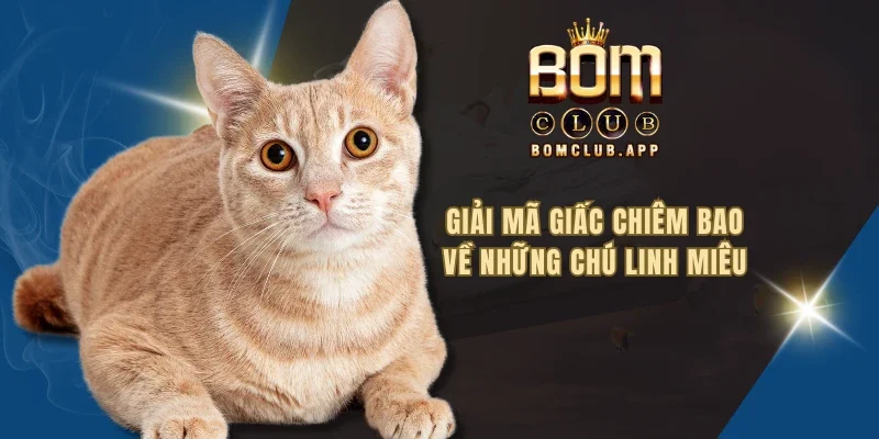 Giải mã giấc chiêm bao về những chú linh miêu