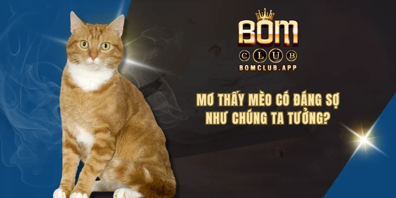 Mơ thấy mèo có đáng sợ như chúng ta tưởng?